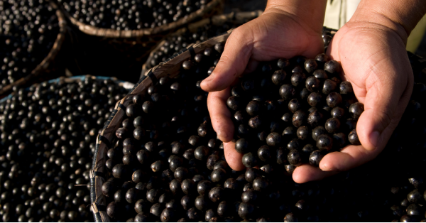 Açai: Proprietà, Utilizzi e Controindicazioni delle Bacche