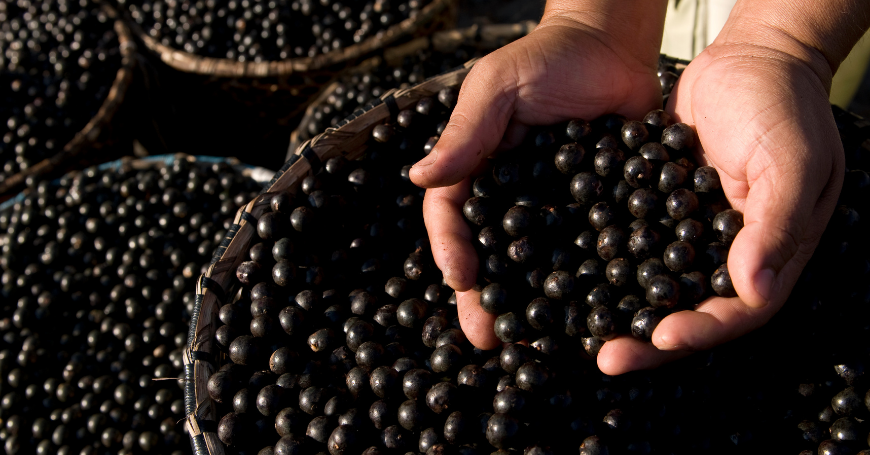 Açaí: Propiedades, Usos y Contraindicaciones de las Bayas