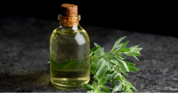 Assenzio (Artemisia absinthium): Proprietà, Pianta, Liquore
