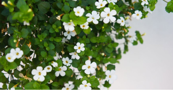 Bacopa Monnieri (Brahmi): Proprietà, a Cosa Serve e Come Utilizzarla