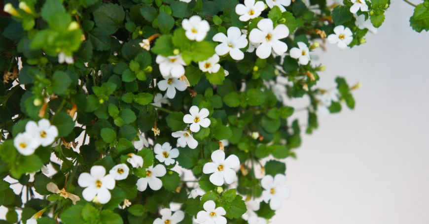Bacopa Monnieri (Brahmi): Proprietà, a Cosa Serve e Come Utilizzarla