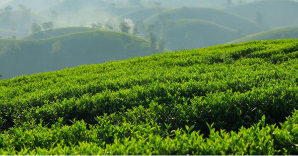 Tè Bancha: Proprietà, Benefici e Quando Bere il Tè Verde Giapponese