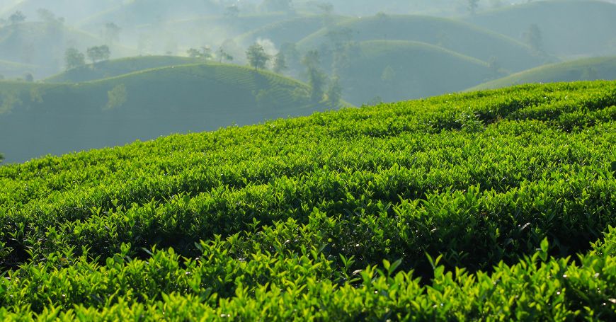 Tè Bancha: Proprietà, Benefici e Quando Bere il Tè Verde Giapponese