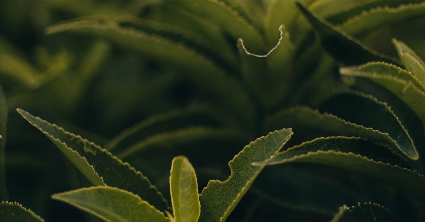 Camellia Sinensis: La Pianta del Tè