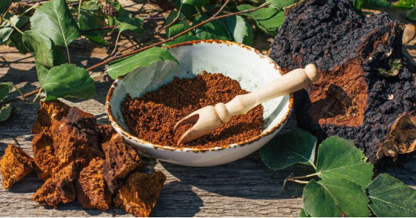 Chaga: Come Usarlo, a Cosa Serve e Ricette