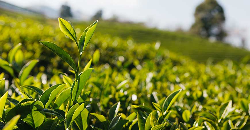 Herbes anti-inflammatoires et autres puissants anti-inflammatoires naturels à découvrir