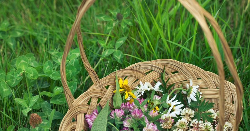 Erbe Spontanee di Primavera: Come Riconoscerle e Cucinarle