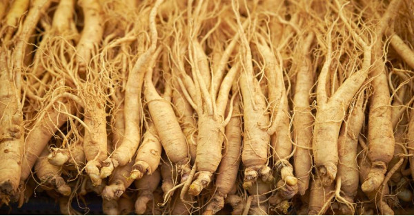 Ginseng Rosso: Proprietà, Benefici, Utilizzi e Controindicazioni