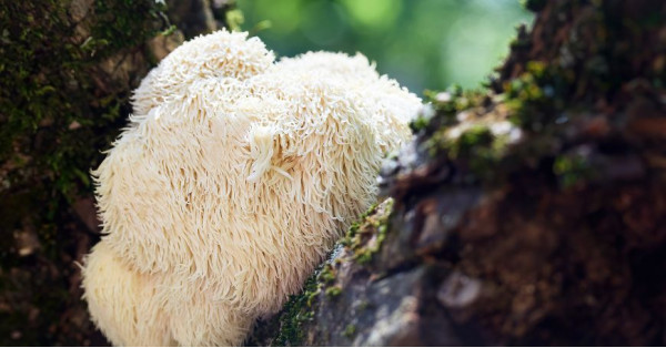 Lion's Mane (Criniera di Leone): Proprietà, Benefici, Usi e Controindicazioni
