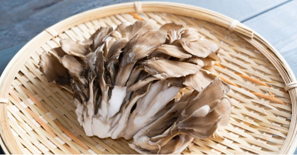 Maitake: Ricette, Come Usarlo e Come Prepararlo