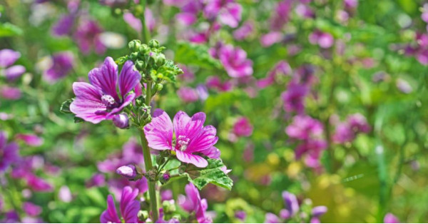 Malva: Proprietà, Benefici, Usi e Controindicazioni