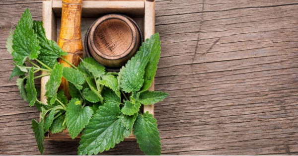 Melissa Officinalis: Proprietà, Benefici ed Usi in Erboristeria
