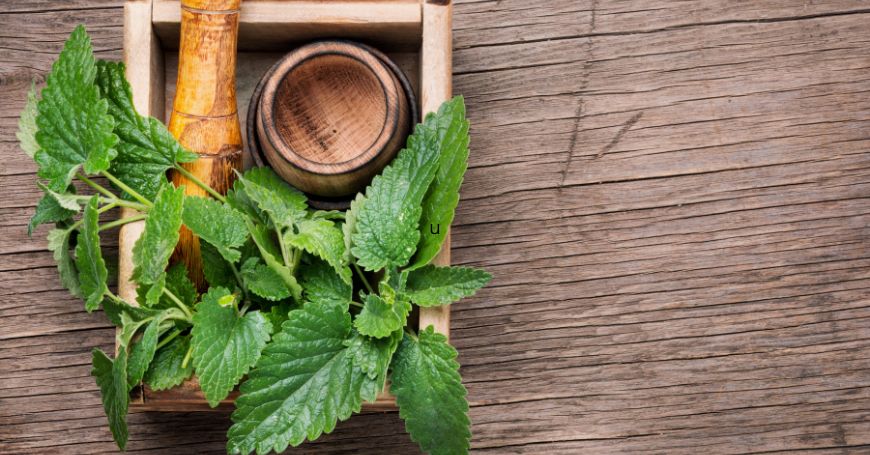 Melissa Officinalis: Proprietà, Benefici ed Usi in Erboristeria