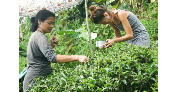 La raccolta del tè: il nostro viaggio tra Nepal e India