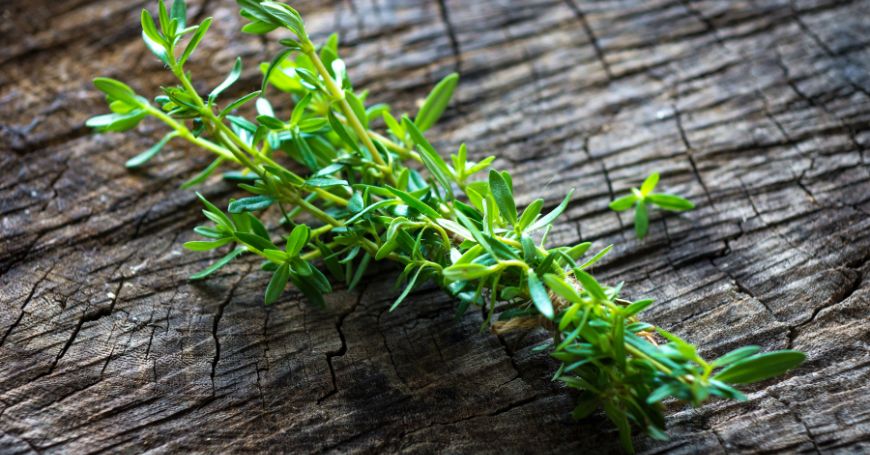 Bergbohnenkraut: Eigenschaften und Verwendung in der Küche von Satureja Montana