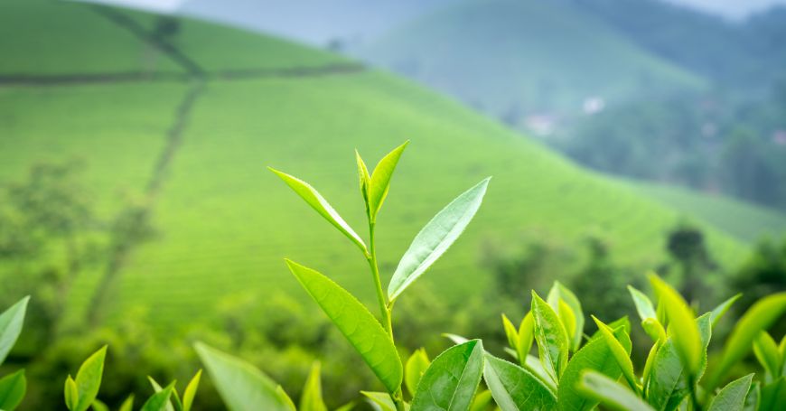 Grüner Tee: Vorteile, Eigenschaften, Gegenanzeigen und Verwendung