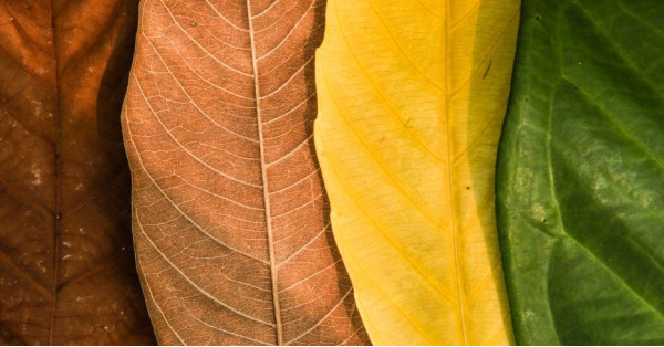 Tisane per il Cambio di Stagione: Quali Sono e Come Prepararle