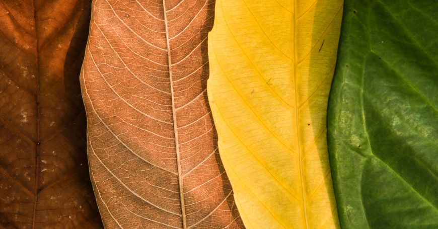 Tisane per il Cambio di Stagione: Quali Sono e Come Prepararle