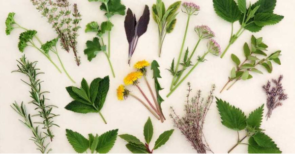 Tisane Drenanti e Sgonfianti: Quali Sono le Migliori e Perché Assumerle