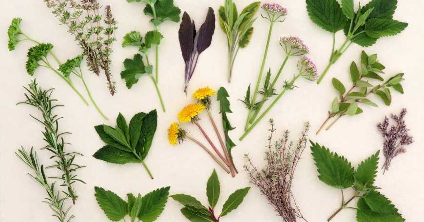 Tisane Drenanti e Sgonfianti: Quali Sono le Migliori e Perché Assumerle