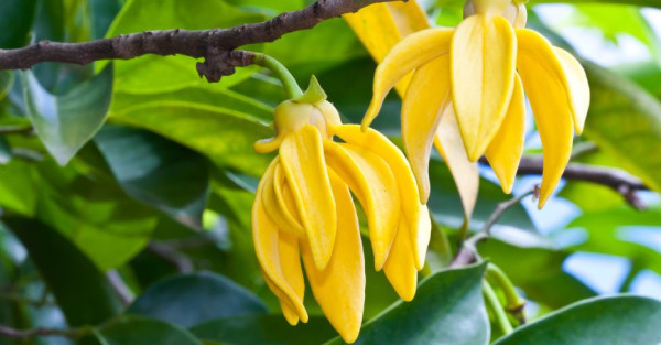 Ylang Ylang: Proprietà, Benefici e a Cosa Serve
