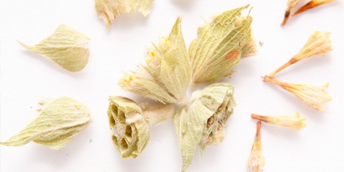 Erbe officinali