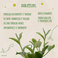 Darjeeling Seeyok 1° flush 2026