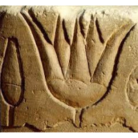 Blue Lotus, fiori interi 