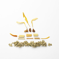 Bosque encantado -infusión de salvia y habas tonka-