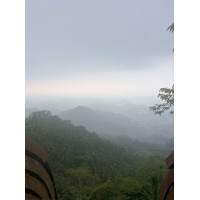 Ali Shan, Tè di alta montagna taiwanese