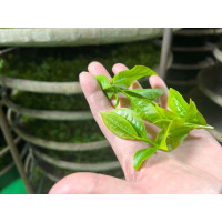 Tè Gaba oolong Topazio