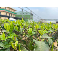 Tè Gaba oolong Ambra