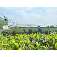 Tè Gaba oolong Topazio