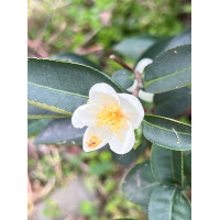 Tè Gaba oolong Ambra
